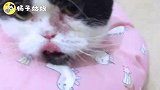 好心的铲屎官帮倒忙，小正太猫变小丑猫，小猫都蒙圈啦！好蠢萌