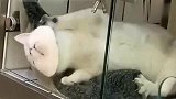 猫咪一觉醒来，发现头卡住了：铲屎官，别拍了，快救朕。