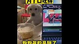 为了口吃的，狗狗是真的拼了