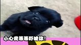 小黑狗太可爱了，眼神太单纯！