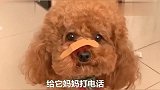 泰迪在外面被欺负回家给女主告状，非让主人给自己报仇