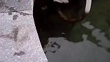 小猫落水狗子一跃而下，勇救小猫上岸万物有灵，狗狗真暖