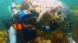 海豹误认为潜水员溺水，主动上前帮助男子无奈只能配合上岸