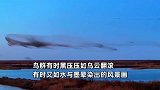 黄河入海口鸟群如云似浪，密密麻麻绵延数公里惊呆游客：数量多达15万只