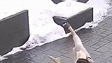 下大雪的一天，摔一下就清醒了