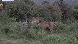 迎来了狮子繁殖期，母狮生气了，雄狮趴后面像是在道歉