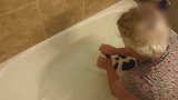 在水里的猫咪，一直挣扎着，看来猫是真是不会水！