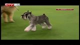 重庆卫视-犬种大赛20140906