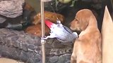 鹦鹉在狗子面前跳起钢管舞：大哥，你看我性感吗