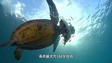 海龟紧跟游船不肯走，船员感觉不对劲捞上来一看，画面让人愤怒！