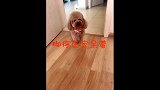 这狗狗心眼怎么这么多，简直戏精上身啊！
