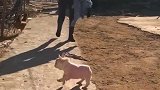 斗牛犬回村以后，天天就是聊猫逗鸡的