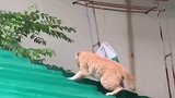 雨天路滑小心慢行猫咪也不例外