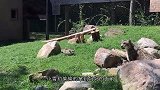 狮子的头卡在桶里，像无头苍蝇一样到处乱窜，请憋住不要笑