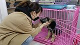 为流浪的猫猫狗狗寻找领养，只为让它们能有温暖的家庭接纳