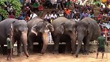 看着这群听话的大象，有种莫名的心酸，动物不是最自由的存在吗