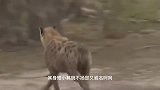 动物：刚出生的小狮子被鬣狗捕杀，雄狮血洗鬣狗窝，镜头拍下全程