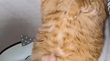 猫：吃的太多了，都不能翻身了！