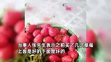 男子超市买盆装草莓半盆是烂菜叶：很失望，没想到大超市也有