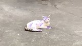 浙江宁波：猫狗被熊孩子涂色生无可恋 目击者：已坦然接受