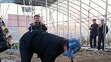 陈亚男内心很强大，被质疑作秀，照样在菜园帮大衣嫂干活！