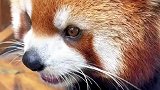 小熊猫爱上了饲养员小姐姐，尽然跟人类的示爱方式一样啊