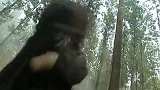 逍遥王一出手,易天行的八柄宝剑剑气也不是对手