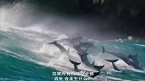 如果所有的动物全部消失,会发生什么