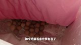 暴力蝈蝈强势归来，露出门牙大的惊人，不属于这个季节的生物吓人