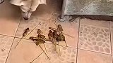 两只超胖的狗子，这两只猪为什么这么狗