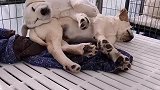 幸亏尾巴收的及时…