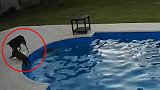阿根廷：一英雄小狗泳池边，救出落水聋哑同伴