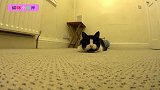 猫咪出击之前的动作就是迅速摆动身体