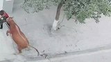 待宰的牛突然发狂撞向路人