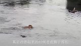 鳄鱼也有天敌？此种鸟类专吃鳄鱼，鳄鱼看到它唯恐避之不及