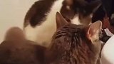 小猫咪的眼神暴露了一切