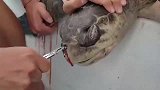 这只海龟实在是太可怜了，它的鼻子被人类丢弃的垃圾堵住