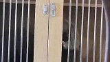 猫：完了开门被发现了，这下又逃不出去了！
