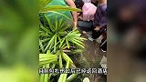 网红“丢那猩”五一假期闯祸，互动时丢石块砸伤游客，当地回应