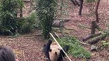 大家好像都没见过熊猫吃饭国宝熊猫
