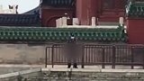 保安在天坛祈年殿外小便？天坛公园：未发现水渍