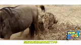 鬣狗为什么喜欢“掏肛”？非洲二哥连狮子的屁股都敢摸！