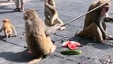 猴子太吃西瓜。