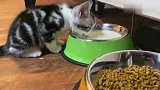 小奶猫吃奶，太香了