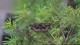 男子野外游玩，无意发现“怪异生物”，走近一看慌忙转身逃跑