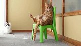 橘猫悠闲地坐在椅子上休息，橘猫：放首小曲儿就更完美了