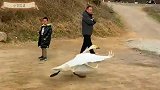 家养的大鹅还能飞，这架势看起来蓄谋已久了