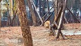 金毛狮王五岁左右，前两年经常跟小黑一起，后来它去独闯江湖！