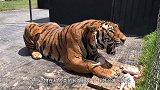 动物园活体投喂老虎，小牛不甘心被吃，直接正面和老虎硬碰硬