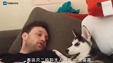 主人让哈士奇帮忙带娃，回到家一看，太暖了